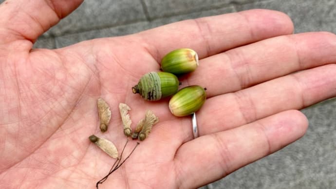 お散歩