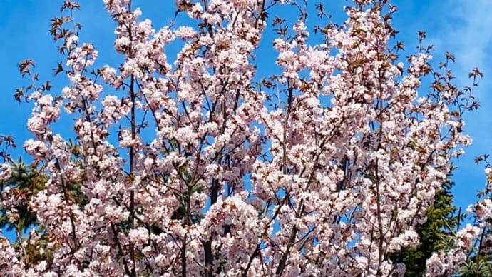 桜〜桜〜🌸 トータルカーズワークスブログ