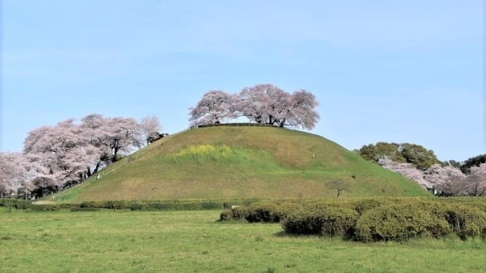 さきたま古墳公園の桜