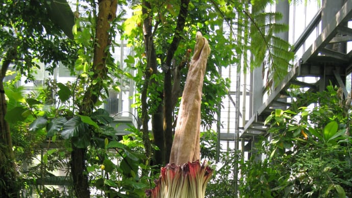 ショクダイオオコンニャクの世界最大の花！