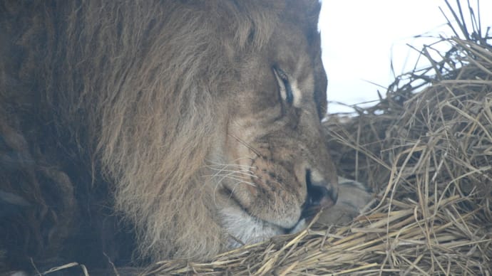 百獣の王も寒さはつらいですね