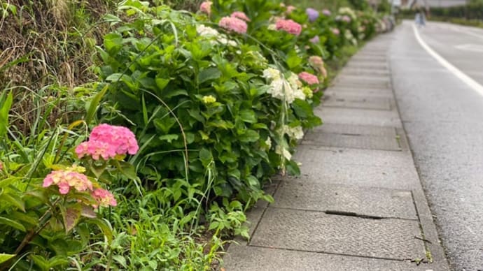 紫陽花の道
