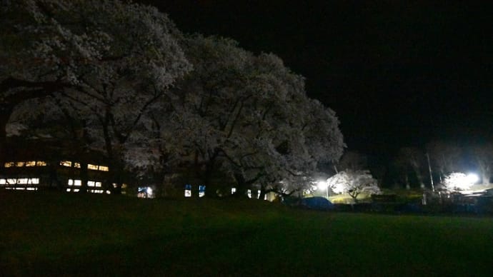 沼田城址公園の夜桜