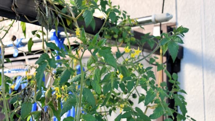秋のベランダ菜園 ミニトマトとシンビジュウム 他