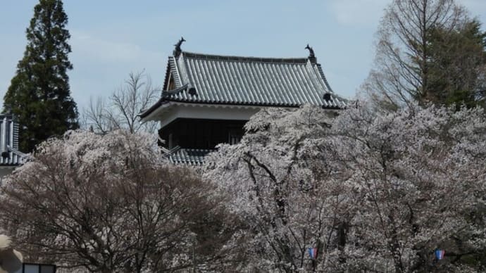 今年のさくらは上田城跡公園