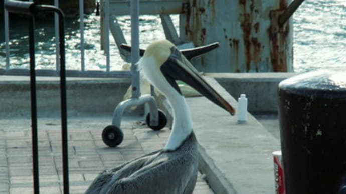 ペリカン
