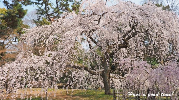 満開の桜を追いかけて 2025 vol.1 (京都御苑 近衛邸跡)