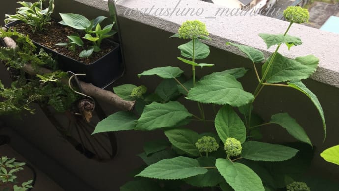 アナベルの蕾が大きくなりました、嬉しさ2倍でソテツにも新芽が出ましたよ。