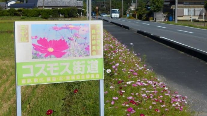今年もコスモス街道