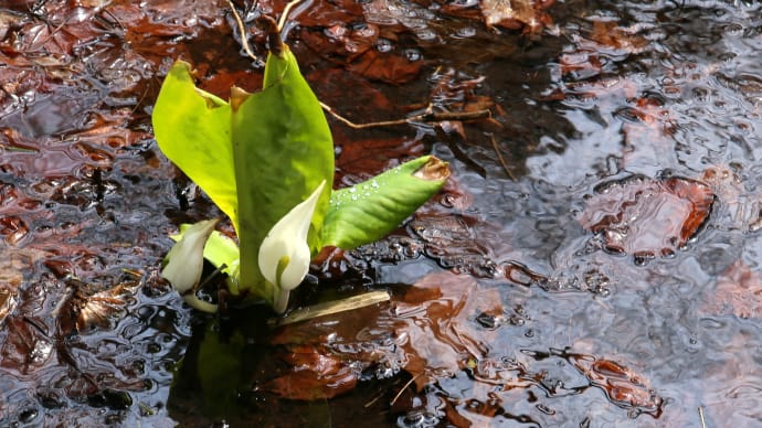 水芭蕉の春3