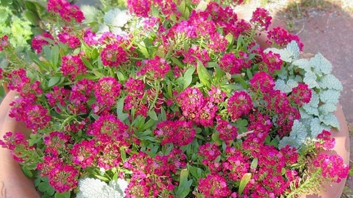 ふんわり可愛い寄せ植え♪ラミュームとスイートアリッサム♪(1)