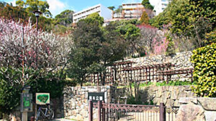 岡本梅林公園の梅を愛でる