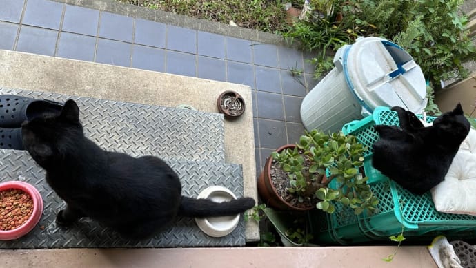 超早朝黒猫ダブル