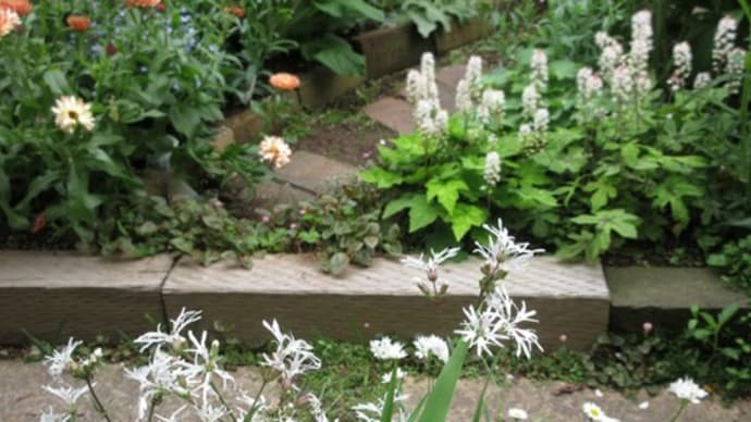 4月の庭　白い小花たち
