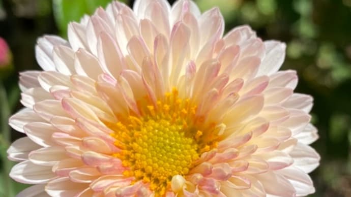 庭のお花達 小菊他