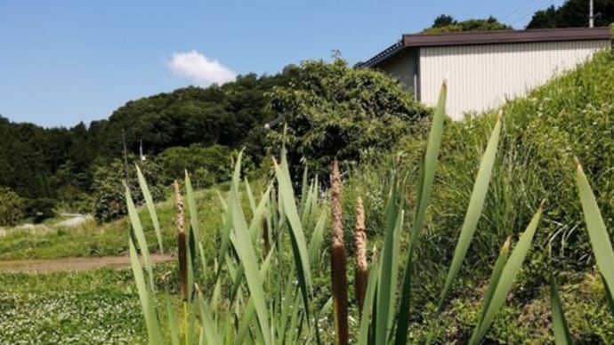 真菰かと思ってたのに蒲