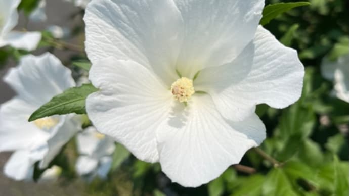 ムクゲの白い花