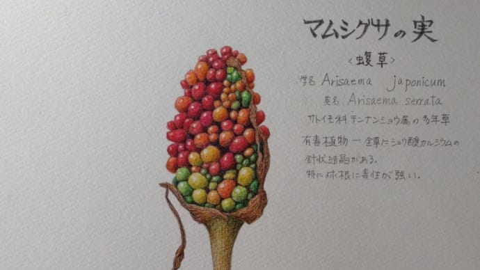 マムシグサの実 ヘビ嫌い