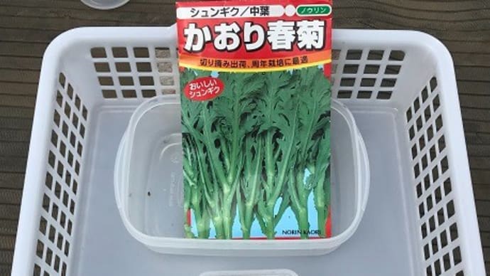Hilo's Farm 春菊，カブ，ラディッシュの種まき