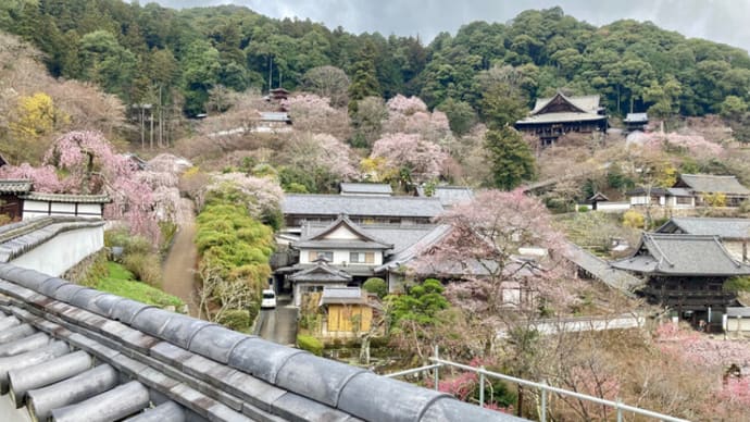 長谷寺の桜(3月29日)