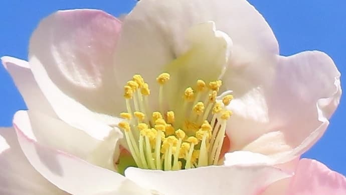 北信濃・春の花たち