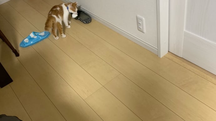 ソラの芸？