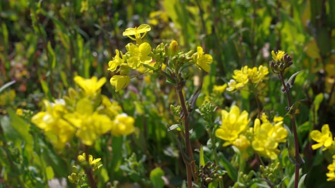 No.49 久慈川沿道 菜の花盛り
