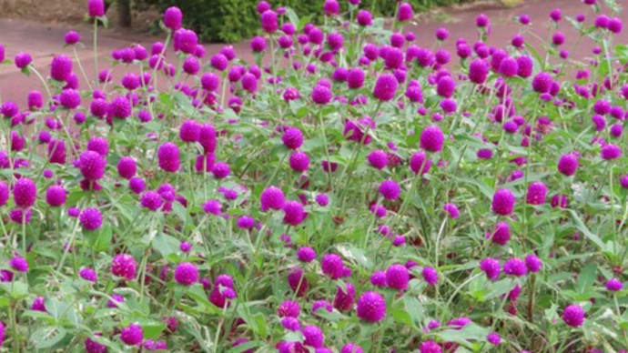 花散歩・神代植物公園