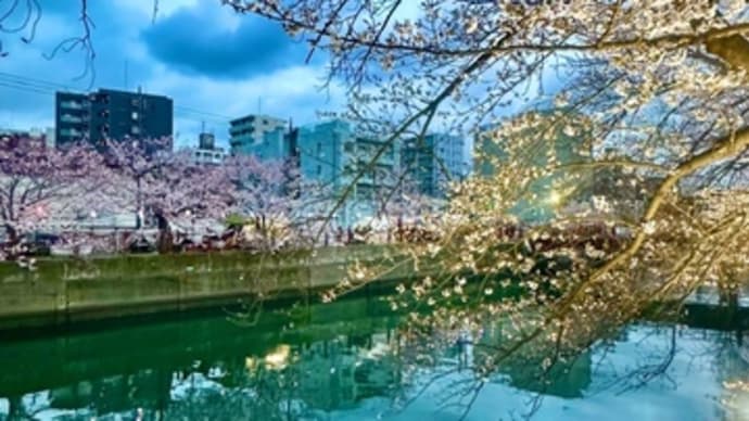 今年の春は波乱万丈なれど桜は咲く