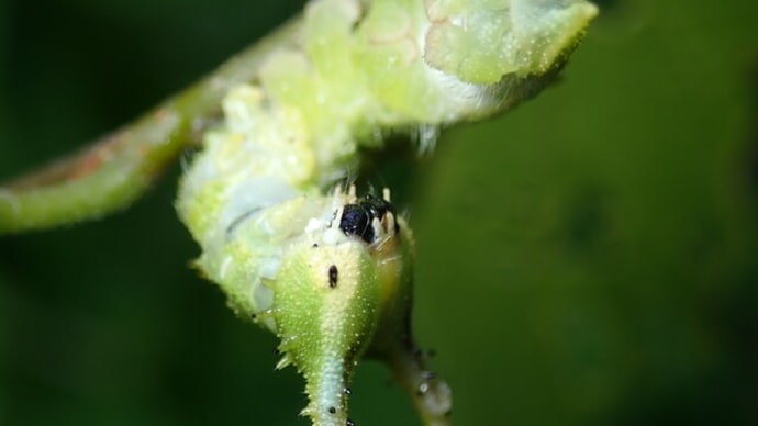 オオムラサキの幼虫