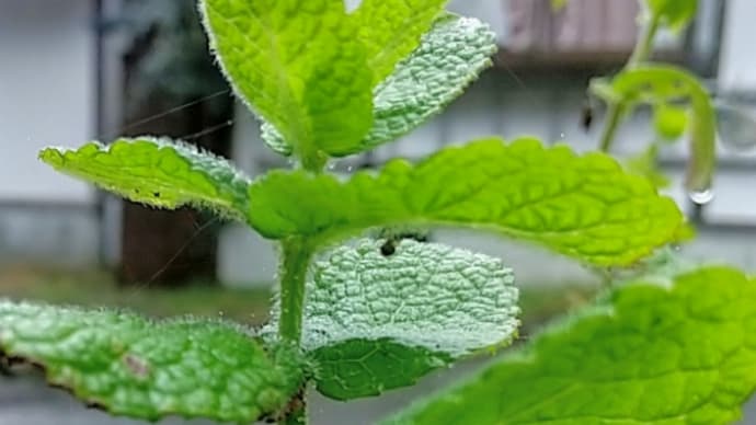 なぜか群れ飛ぶシジミチョウ