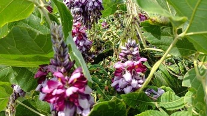 秋の花・華コレクション2024 今年も七草 葛の花が咲いた