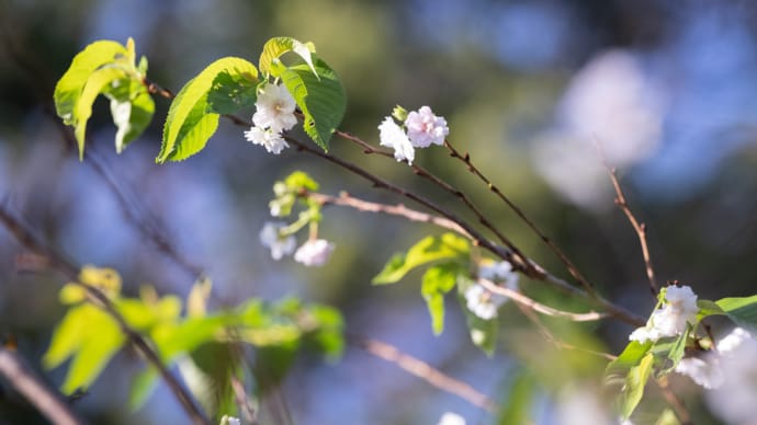 子福桜