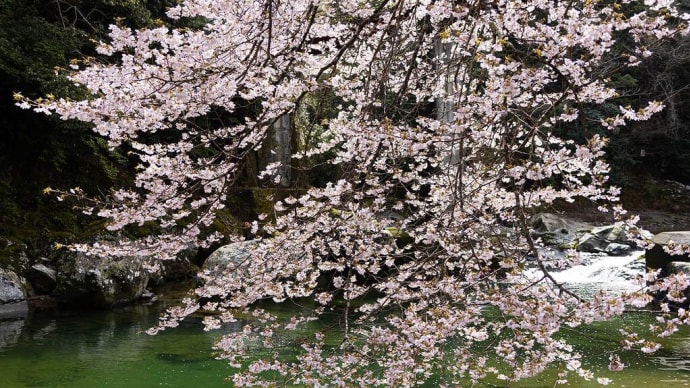 2023.3.22 尾川川のクマノザクラ(熊野市)