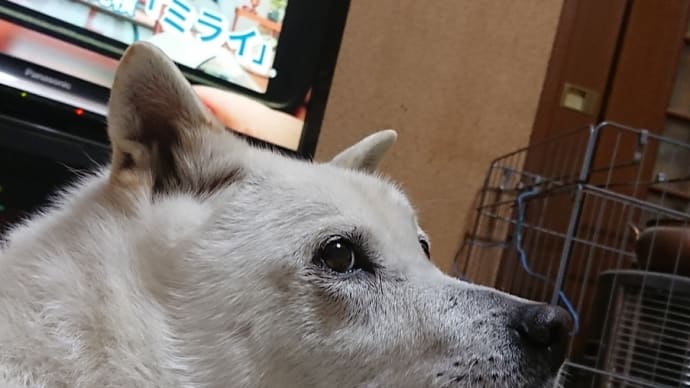 レックスさんの歯