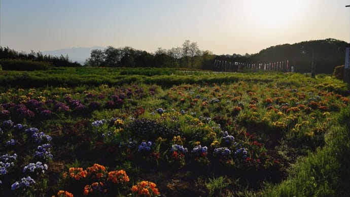 「鼻高展望花の丘」で咲く ネモフィラ