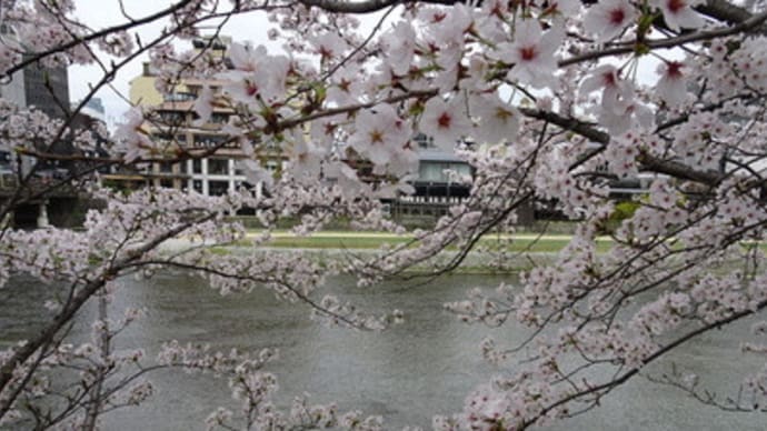 2018年・三条河原の桜　＠　京都妖怪探訪（５４３）