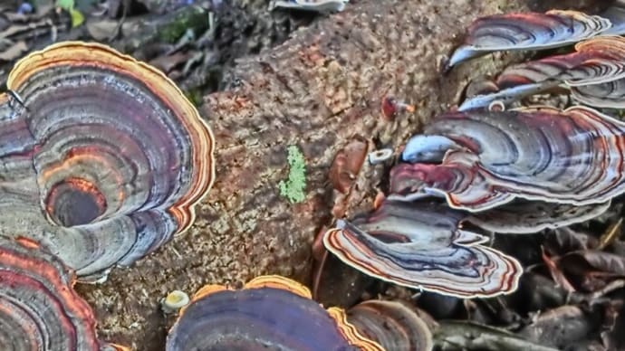 オアフ島・マノアバレーの「ライオン植物園」にて