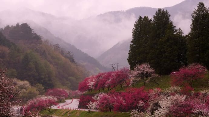 月川花桃の郷
