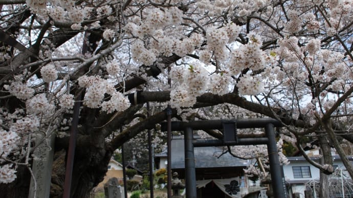 長野：桜巡り「素桜神社」へ！