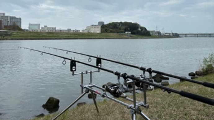 3月31日の鯉釣り