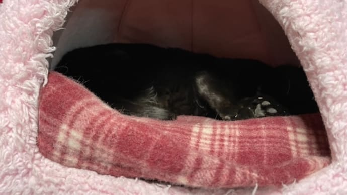 ピアノの上のキャットハウス