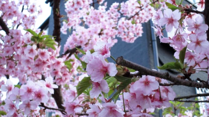 03月09日 満開な桜の木がある。