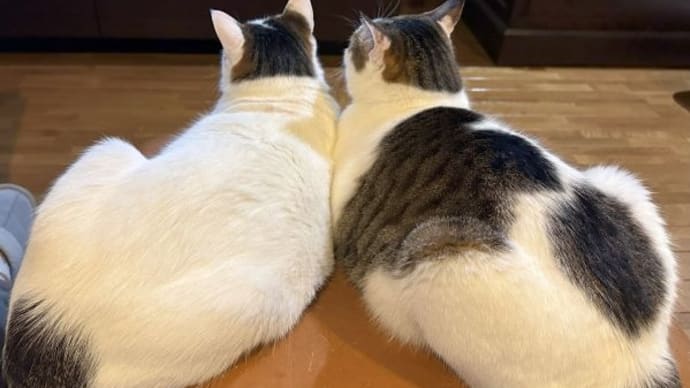 揃ってTV好き♡