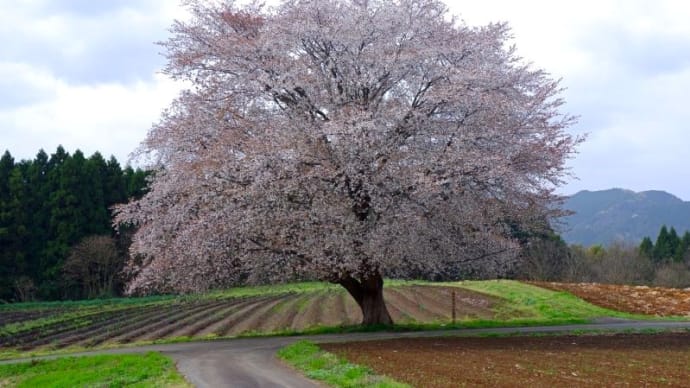 威風堂々たる田住の一本桜
