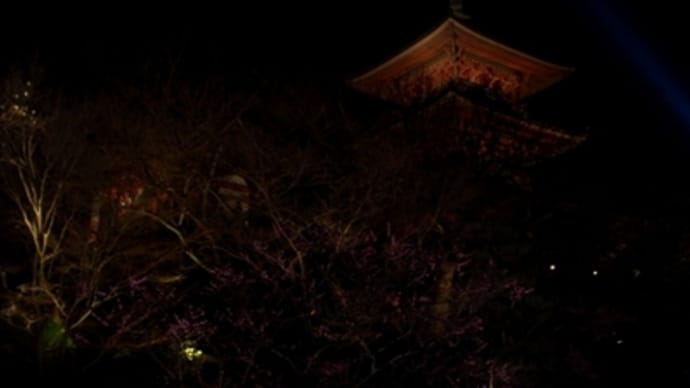 清水寺の夜桜と庭園　＠　京都花灯路に関して