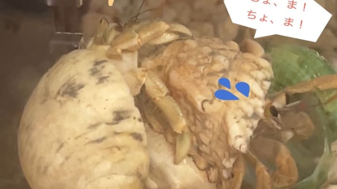 続・羊っぽい殻、大人気⁉️〜〜名は体を表す?その⑤