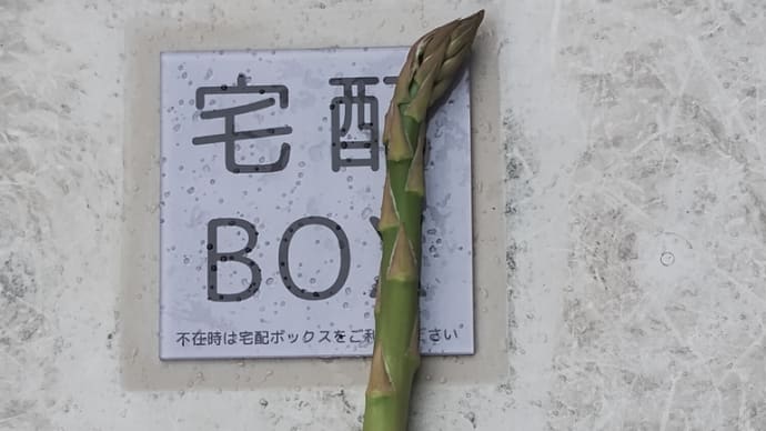 今日の園芸