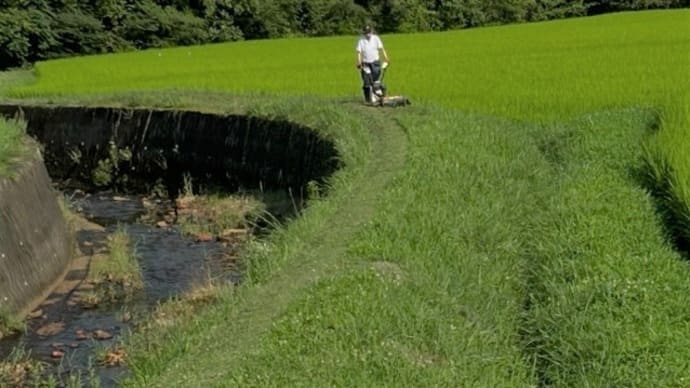 田んぼの草刈り