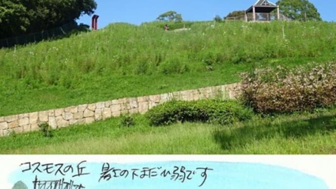 コスモスの丘